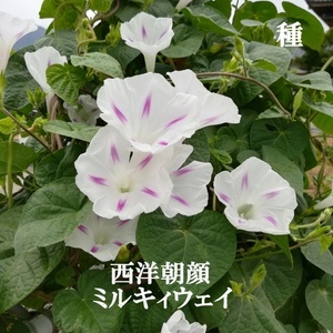 春まき花の種　西洋朝顔「ミルキーウェイ」25粒　星型模様が可愛い　