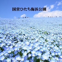 寒地・寒冷地向き　春まき花の種　ネモフィラ・インシグニスブルー　50粒　一年草_画像3