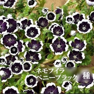 寒冷地向き　春まき花の種　 ネモフィラ・ペニーブラック　50粒　一年草
