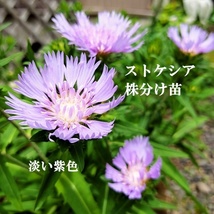 匿名配送　ストケシア（淡い紫色）　株分け苗　2年生大株　今年開花株　多年草_画像2