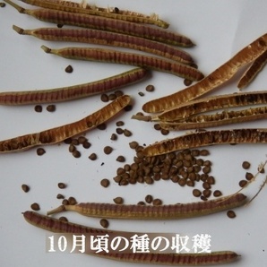 春まきの種 「ハブ茶・エビスグサ・ケツメイシ」50粒 一年草の画像3