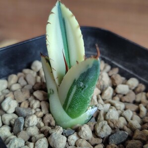 アガベ スナグルトゥース 暴牙 子株 検 チタノタ オアハカ オテロイ agave の画像5