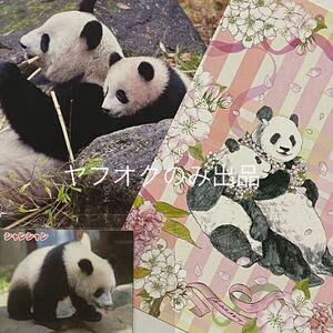 シャンシャン ポストカード／ジャイアントパンダ シンシン 香香 上野動物園 公式写真 販売終了 クリスタルアート