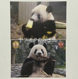 シャンシャン ポストカード／ジャイアントパンダ 香香 上野動物園 公式写真 販売終了 ウエノデパンダ 春節祭2024 毎日パンダさん