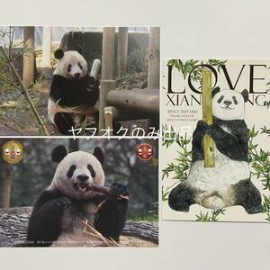シャンシャン ポストカード／ジャイアントパンダ 香香 上野動物園 公式写真 販売終了 ウエノデパンダ 春節祭2024 毎日パンダさん