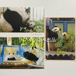 シャンシャン ポストカード／ジャイアントパンダ 香香 シンシン 上野動物園 公式写真 販売終了 毎日パンダさん