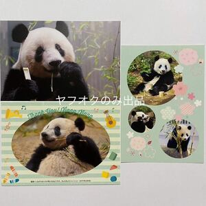 シャンシャン ポストカード／ジャイアントパンダ 香香 上野動物園 公式写真 販売終了 毎日パンダさん