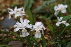 山野草　小型のアヤメ　イリス・クリスタータ　苗