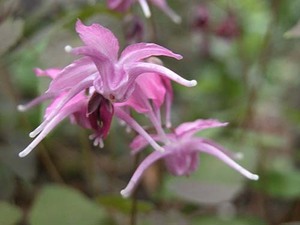 山野草　開花　イカリソウ　濃色ピンク　苗