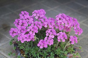 山野草　高山植物　ツルハナガタ（アンドロサケ・サルメントーサ）大鉢　苗　