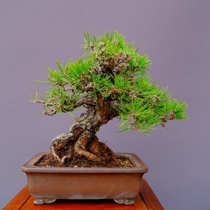 ( stock ) one .. Japanese black pin shohin bonsai |..40 year 