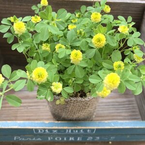 ... yellow color. Lucky clover ground cover ... measures gardening 