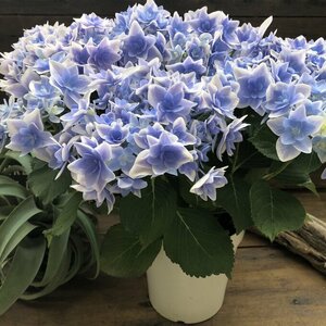  competition Japanese huchen Smile gak hydrangea 5 number size great popularity 