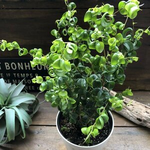  Benjamin ba lock large seedling decorative plant interior 