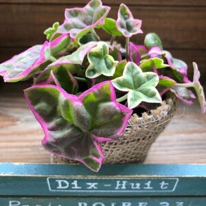 エレガンテ ピンクの星形 アイビーゼラニウム 可愛い 寄せ植え カラーリーフ 観葉植物 ガーデニング