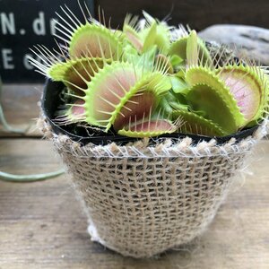 ハエトリ草大人気助かる食虫植物観葉植物インテリア