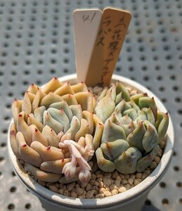 41.ラパス×（花珠×ザラゴーサ） 実生苗 エケベリア 国産 多肉 Echeveria