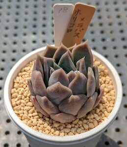 18.ホリコロ×ラパス 実生苗 エケベリア 国産 多肉 Echeveria