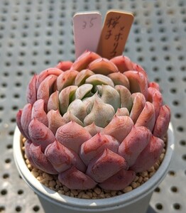 35.桜子×ホリコロ 実生苗 エケベリア 国産 多肉 Echeveria