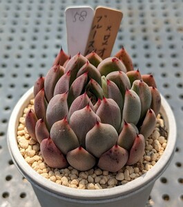 58.ブルースパイン×ロメオルビン 実生苗 エケベリア 国産 多肉 Echeveria