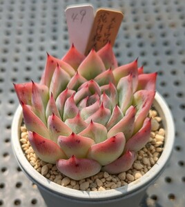 49.（花月夜×ロメオ）×チワワエンシス 実生苗 エケベリア 国産 多肉 Echeveria