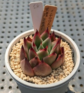 54.黒壇エボニー×チワワエンシスイエコラ 実生苗 エケベリア 国産 多肉 Echeveria