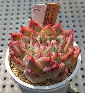 48.（花月夜×ロメオ）×チワワエンシス 実生苗 エケベリア 国産 多肉 Echeveria