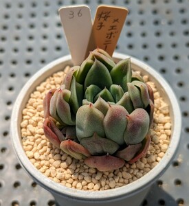 36.桜子×エボニー 実生苗 エケベリア 国産 多肉 Echeveria