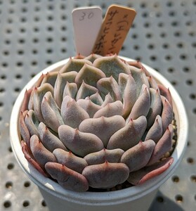 30.サラヒメボタン×（エレガンス×ラウイ） 実生苗 エケベリア 国産 多肉 Echeveria