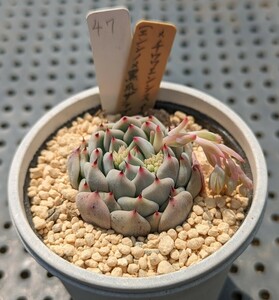 47.（エンシノ×黒爪ザラゴーサ）×チワワエンシスイエコラ 実生苗 エケベリア 国産 多肉 Echeveria