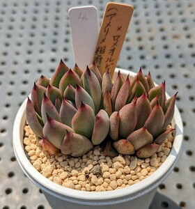 4.(アメリ×相府蓮）×ロメオルビン【初出品】 実生苗 エケベリア 国産 多肉 Echeveria