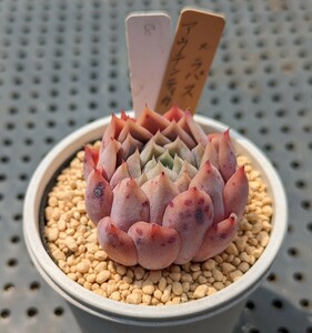 8.コロラータアウテンティカ×ラパス 実生苗 エケベリア 国産 多肉 Echeveria