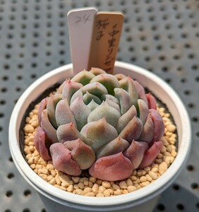 24.桜子×中里リンゼアナ 実生苗 エケベリア 国産 多肉 Echeveria