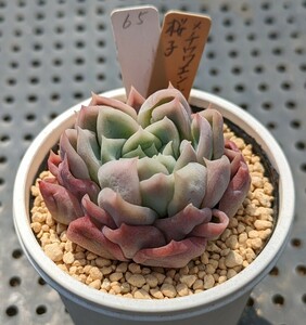 65.桜子×チワワエンシスイエコラ 実生苗 エケベリア 国産 多肉 Echeveria