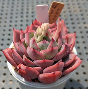 9.（桜子×ロメオ）×ラウレンシス 実生苗 エケベリア 国産 多肉 Echeveria