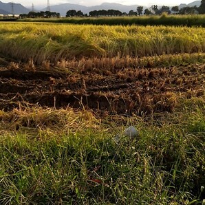 南魚沼産コシヒカリしおざわ西山地区 令和5年産 白米5㎏の画像4