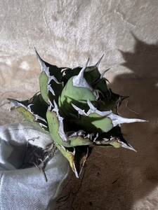 [@turnplant_]台湾株 親株 極上 agave titanota アガベ チタノタ 白い髭 白髭子 白ひげ 子株付 皇冠 魔丸 悪魔くん 海王 アガベ 短葉 清櫻