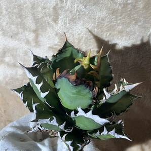 [@turnplant_]台湾株 親株 極大株 agave titanota アガベ チタノタ ゴリ猫 赤猫 レッドキャットウィーズル 皇冠 悪魔くん 短葉強棘 特選 の画像4