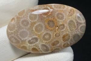 ★コーラル　珊瑚化石Fossil Coral, Oval Cabochon, 38x23x6 MM, 39 CTS,　8481