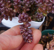 【カット苗一節】玉連　　　多肉植物　寄せ植え 　_画像2