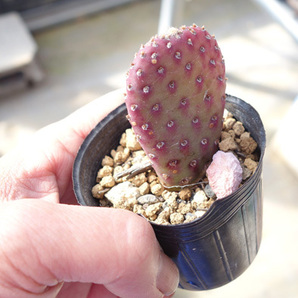 【抜き苗】オプンチア バシラリス ラモサ 多肉植物 寄せ植え  の画像3