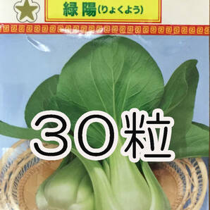 チンゲン菜 30粒 種 種子  野菜  家庭菜園の画像1