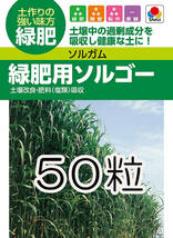 【緑肥】　 ソルガム 緑肥用ソルゴー　50粒　種　種子　　野菜　　家庭菜園_画像1