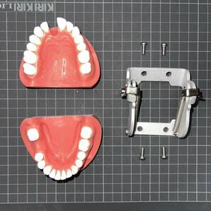 歯科用 顎模型の画像1