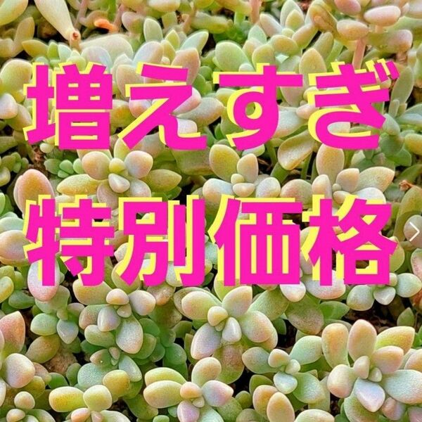 【特別価格】多肉植物セダム　姫秋麗50カット【育成説明書】