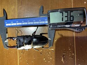 *73.5*43.5iki common ta stag beetle pair 