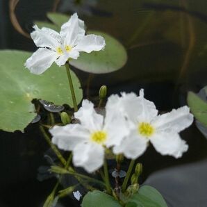 ヒメガガブタ　水生植物