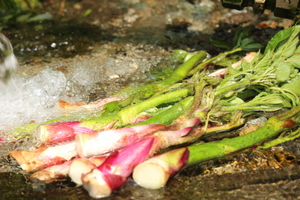 予約限定■山形県産　天然山うど　1ｋｇ（500g×2束）