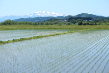 限定■山形県産　つや姫　精米5㎏_画像7