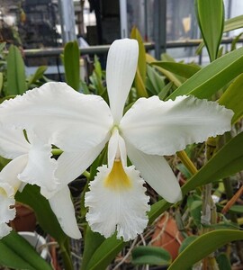 洋蘭原種 カトレア C warscewiczii f.alba 'Escarchaw' 自然由来株